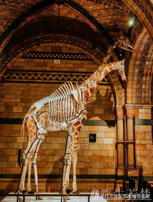 绿茵殿堂:探索建筑美学 绿茵殿堂:探索建筑美学